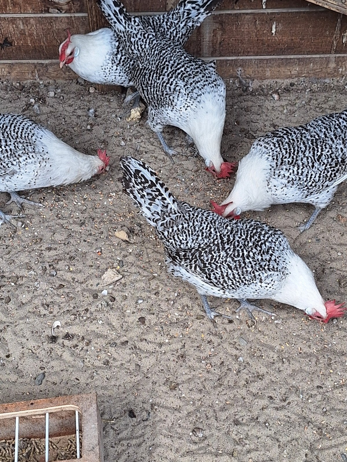 5 zilverpel kippen, Vrouwelijk, Kip