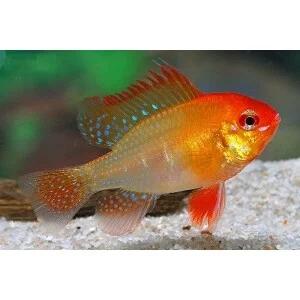 Mikrogeophagus Ramirezi Gold - Antennebaars Goud, Dieren en Toebehoren, Vissen | Aquariumvissen, Vis, Zoetwatervis