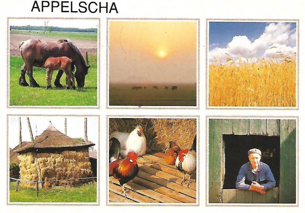 Appelscha- -6-luik., Verzenden, 1980 tot heden, Gelopen, Friesland