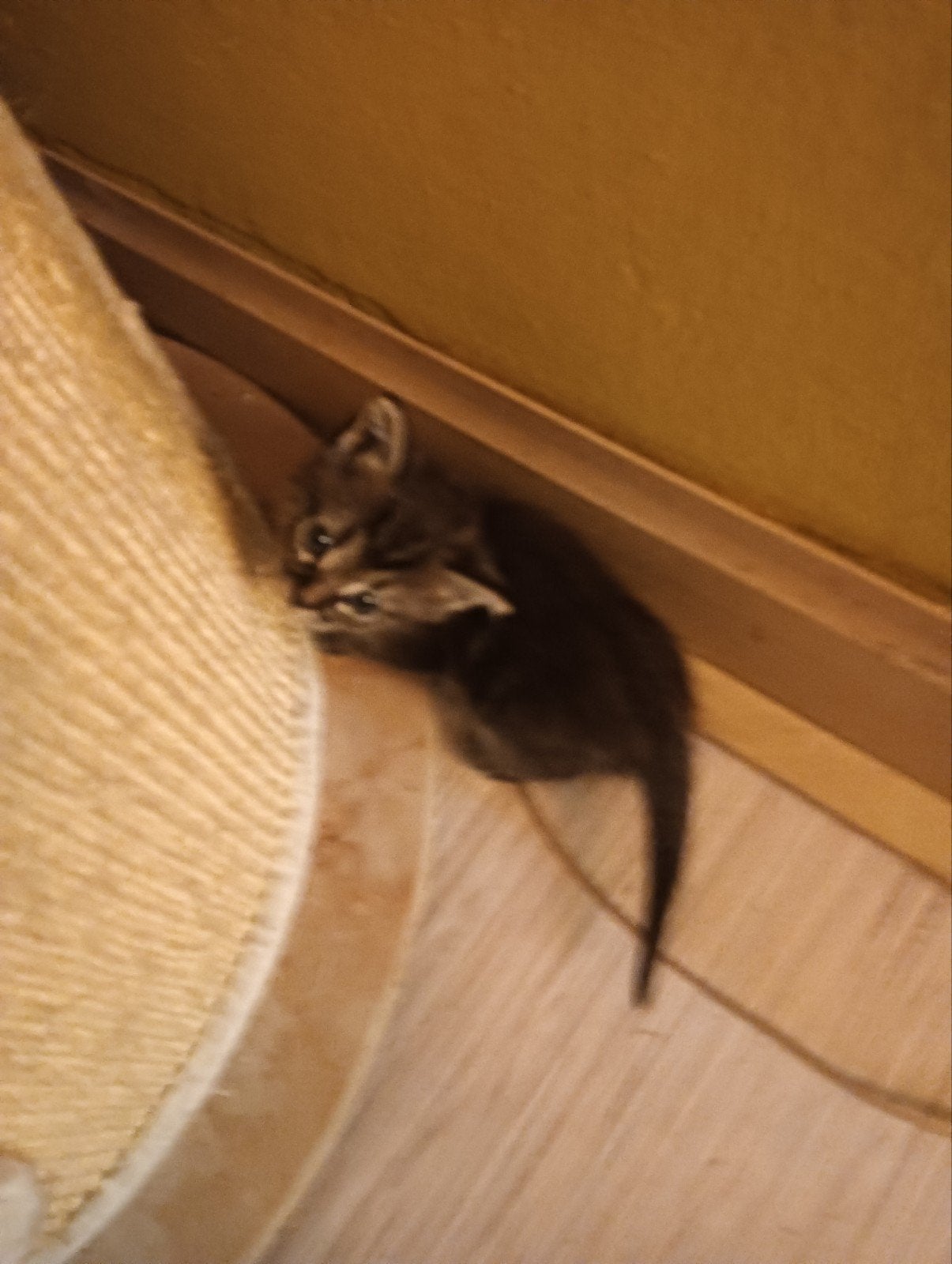 kitten, vrouwelijk, 7 weken oud, zindelijk zoekt nieuw thuis, Poes, Kortharig, 0 tot 2 jaar