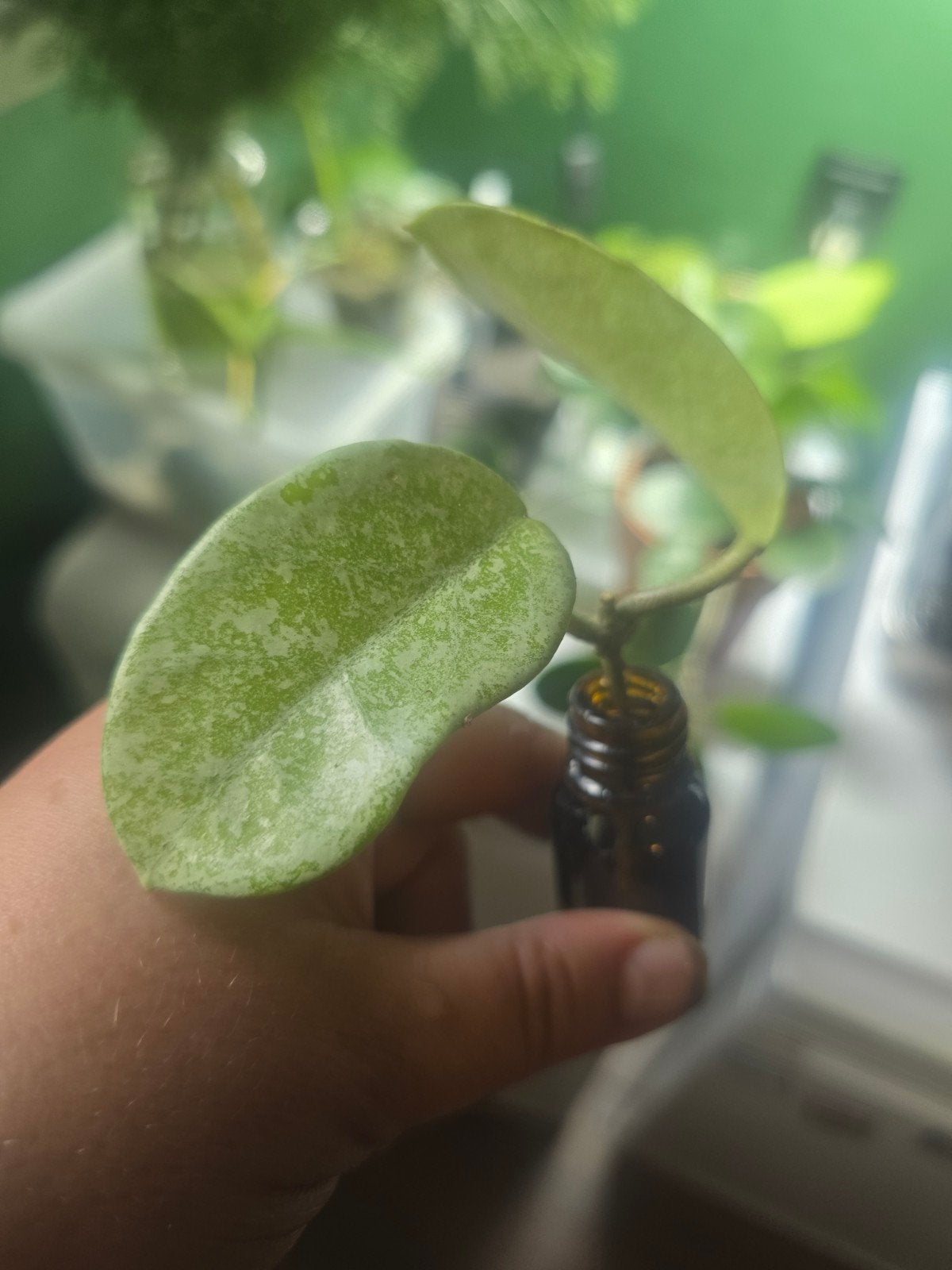 Hoya Nova Ghost stek kamerplant, Huis en Inrichting, Ophalen of Verzenden, Halfschaduw, Minder dan 100 cm