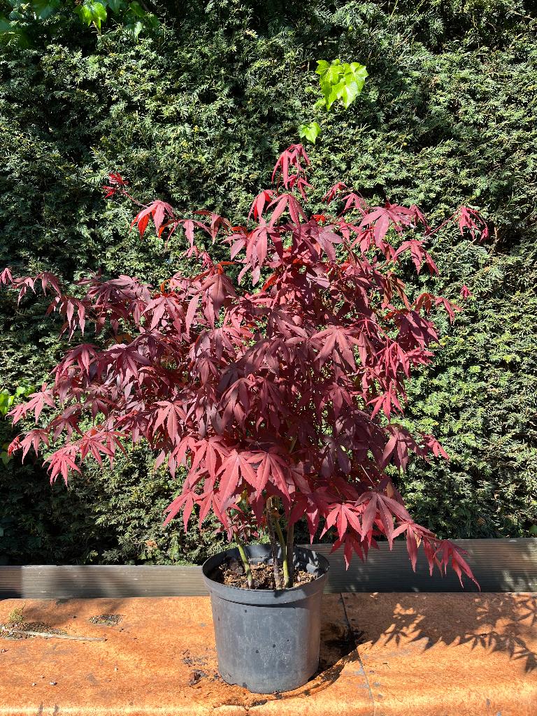 Bonsai starter voor groepje rode acers atropurpureum, Bloeit niet, Halfschaduw, Overige soorten, Minder dan 100 cm