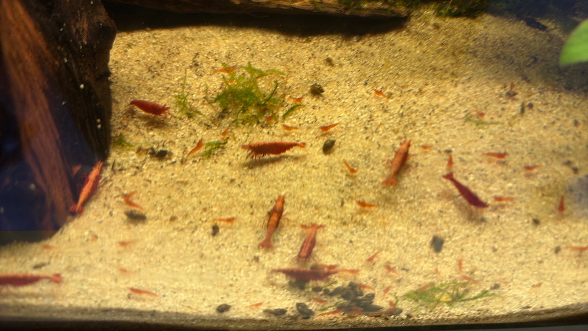 Cherry shrimps, Dieren en Toebehoren, Vissen | Aquariumvissen, Vis