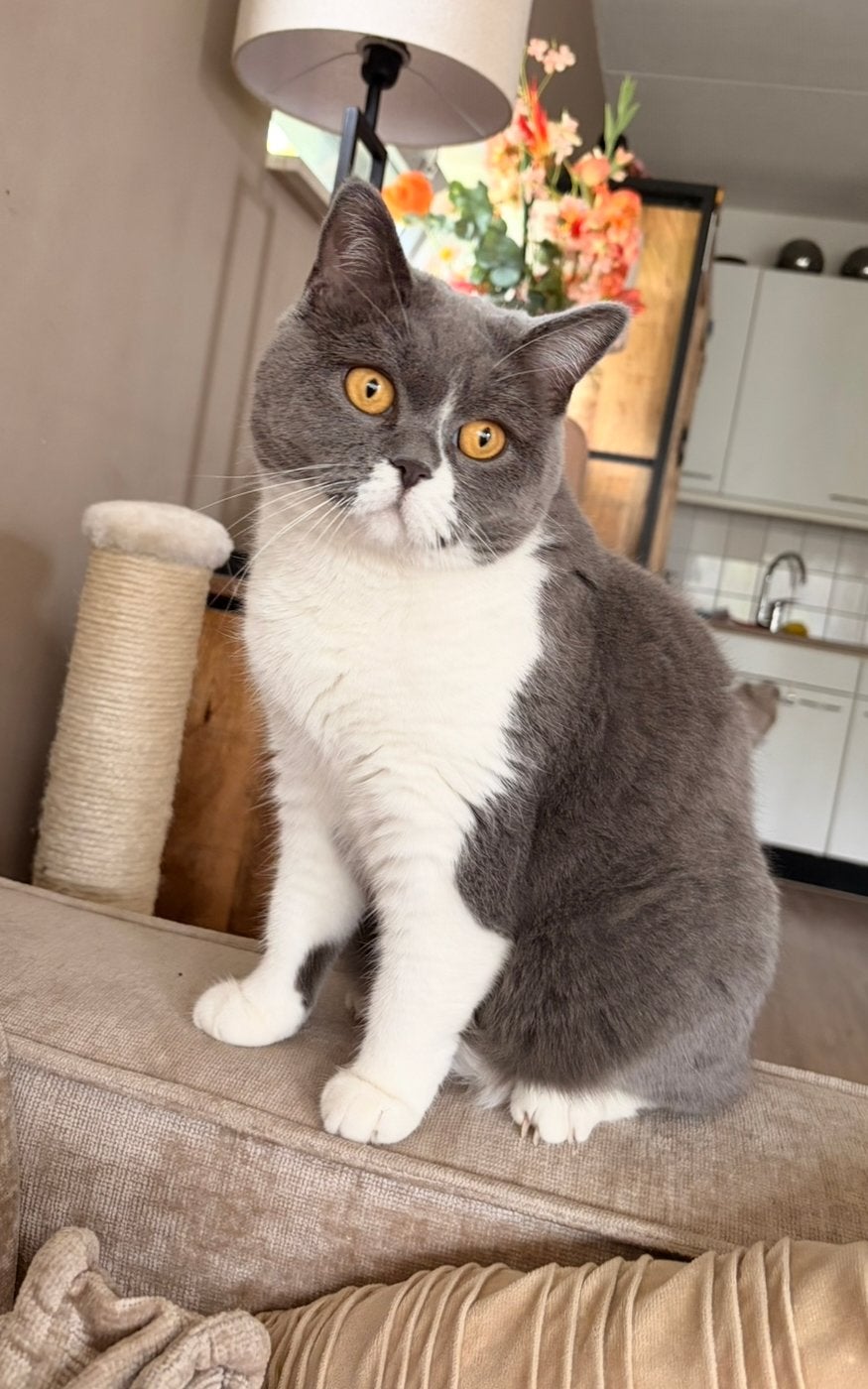 Lieve britse korthaar poes 2 jaar oud, Poes, Gechipt, 0 tot 2 jaar