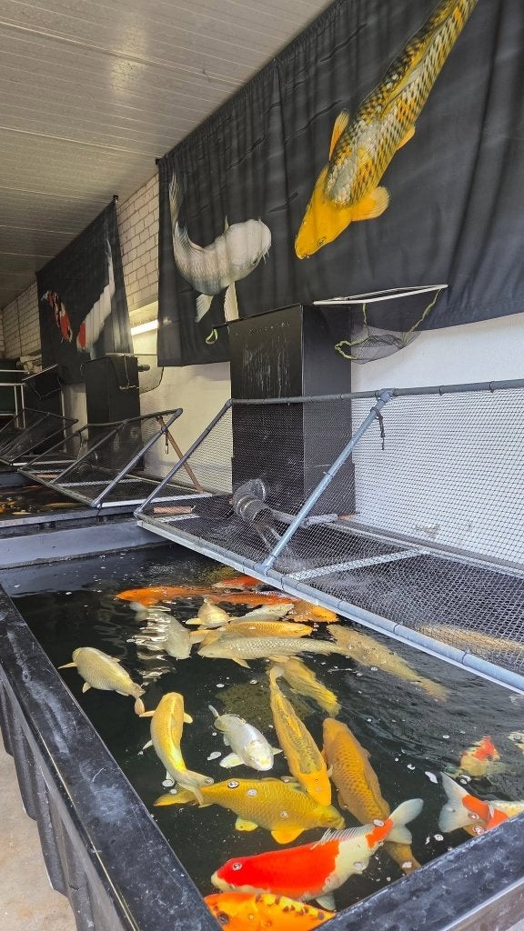 KOI leegverkoop in Rossum bij Kerkdriel, Karper of Koi