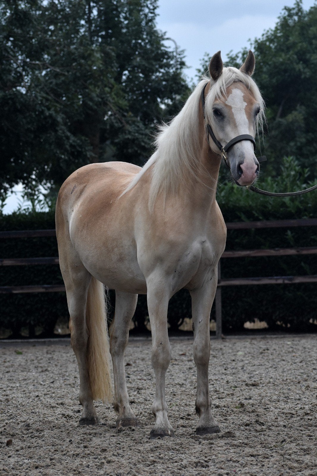 ** HELE LIEVE EN MAKKE 3 JARIGE HAFLINGER RUIN **, Dieren en Toebehoren, Pony's, Ruin, 3 tot 6 jaar, Onbeleerd, Recreatiepony
