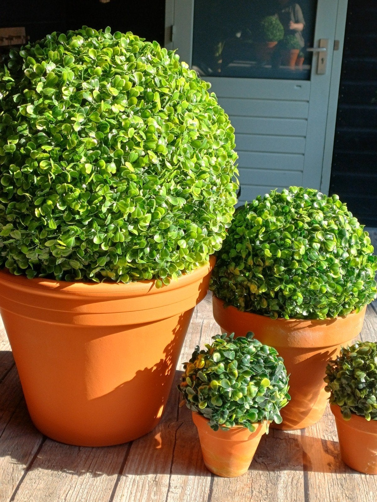 4 Buxus Bollen Kunst, Tuin en Terras, Planten | Tuinplanten, Overige soorten, Volle zon, Bloeit niet, Ophalen of Verzenden