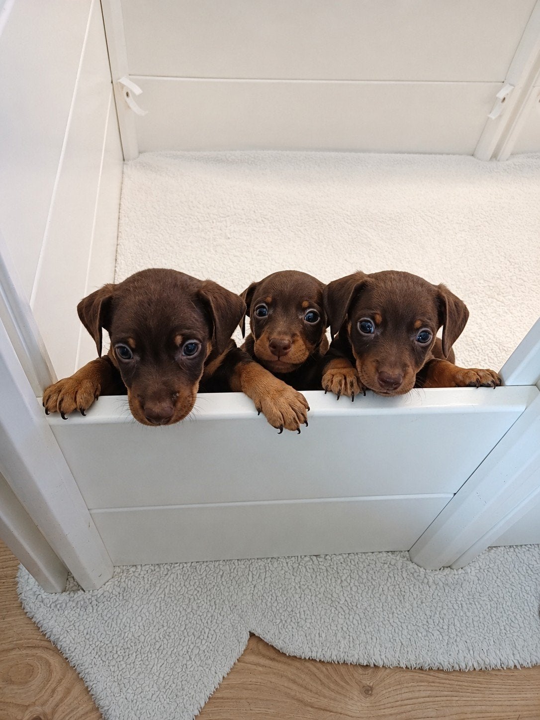 Jackrussel pups, Jack Russell Terriër, 8 tot 15 weken, Parvo, Meerdere