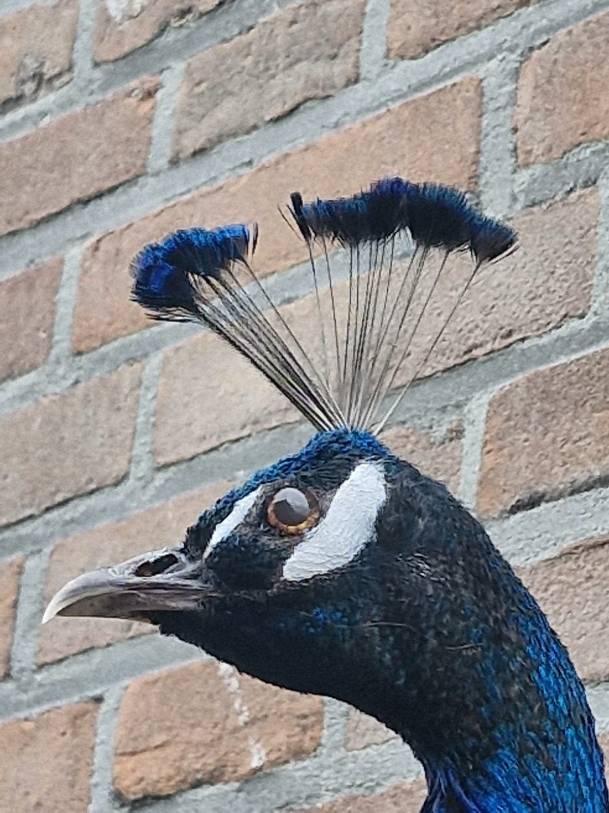 Een schitterende grote opgezette pauw om op te hangen!, Ophalen, Nieuw, Overige soorten, Opgezet dier