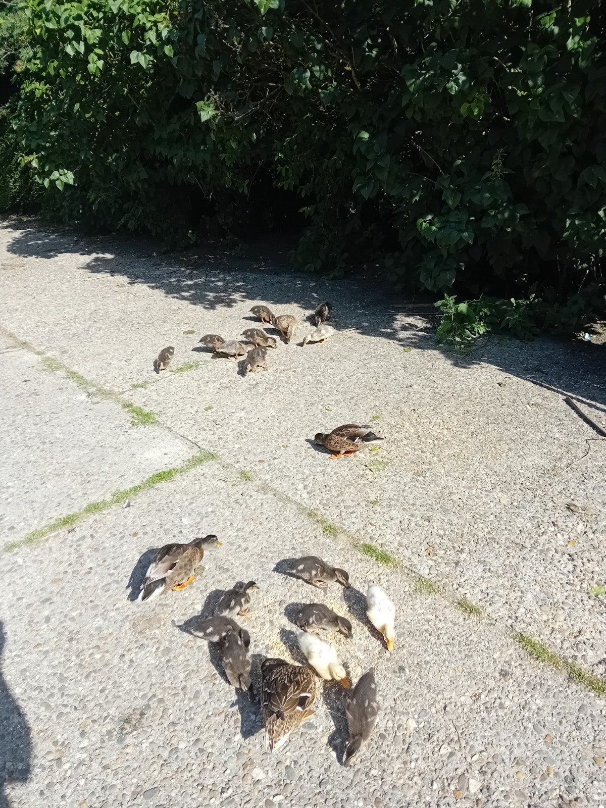 Jonge kwakers, Meerdere dieren, Eend