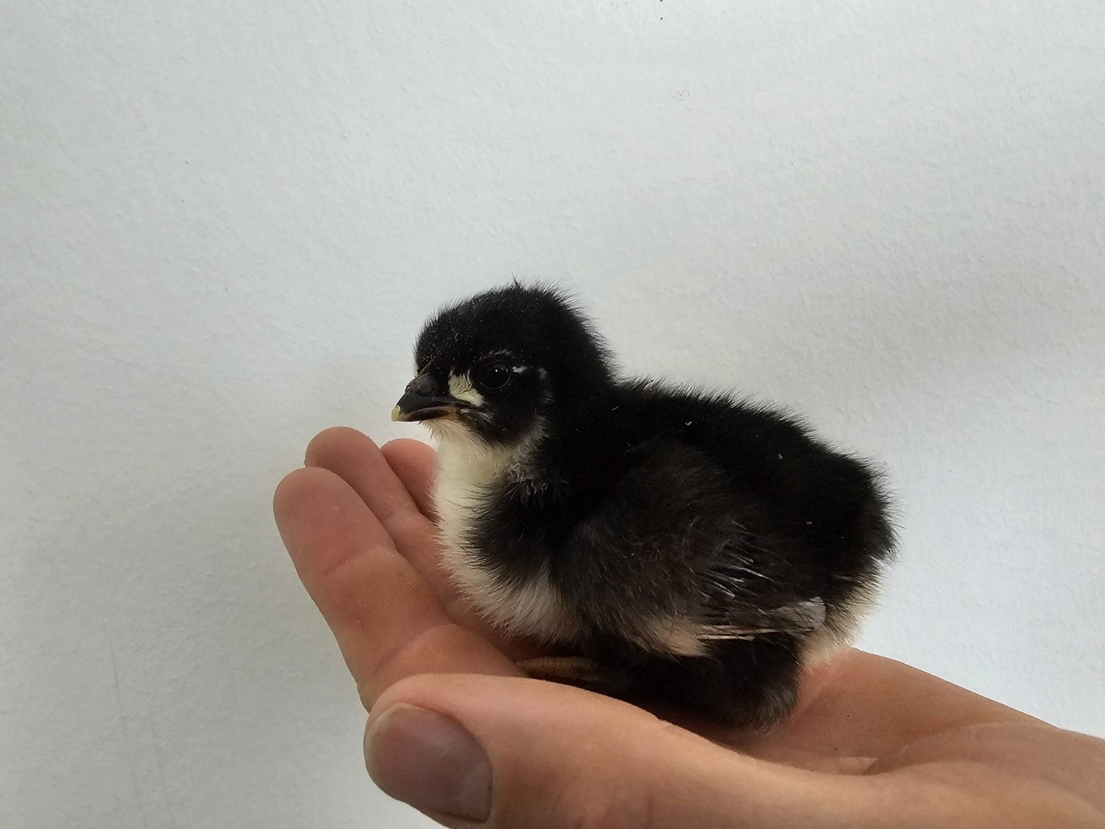 Australorp kuikens, Dieren en Toebehoren, Pluimvee, Meerdere dieren, Kip