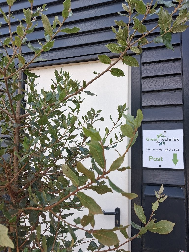 Quercus Ilex (Meerstammig) ACTIE!! 200/250 HOOG €125,-, Bloeit niet, 100 tot 250 cm, Volle zon, In pot