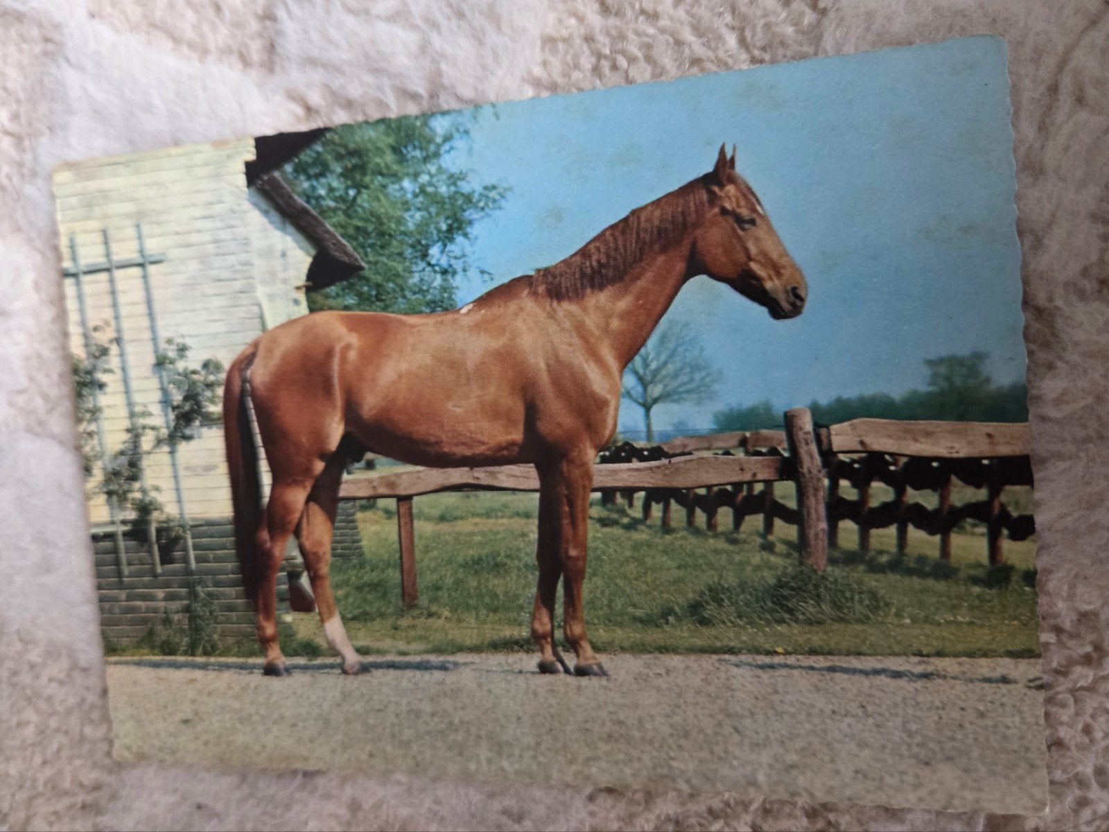 Oude Ansichtkaart: Paard in Landschap, Verzamelen, Ophalen of Verzenden, 1960 tot 1980, Gelopen, Paard