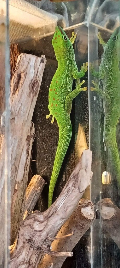 Phelsuma madagascariensis grandis man (daggekko), Dieren en Toebehoren, Reptielen en Amfibieën, Hagedis, 0 tot 2 jaar