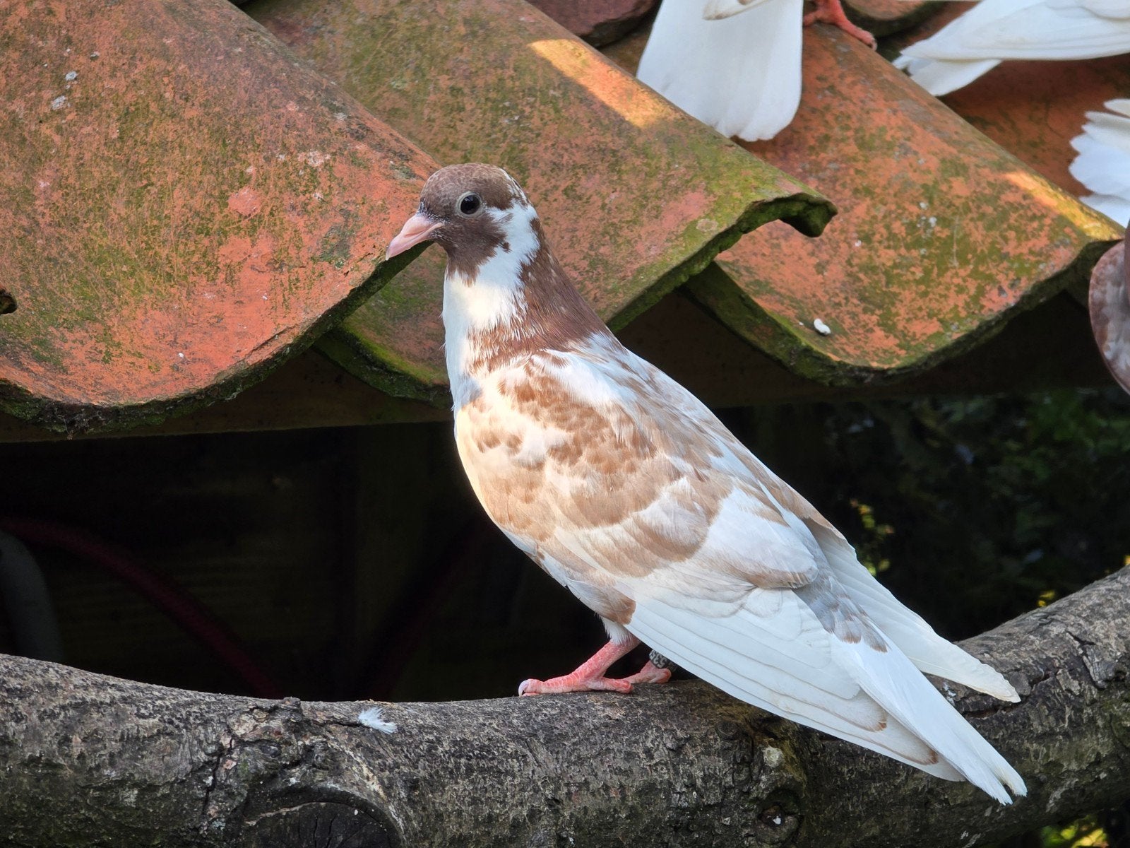 Kumrus /fluit duiven, Meerdere dieren, Overige soorten