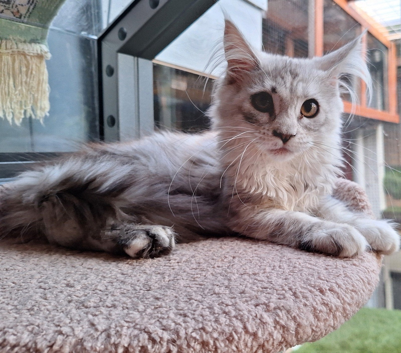 100% maine Coon kittens, Meerdere dieren, Gechipt, 0 tot 2 jaar