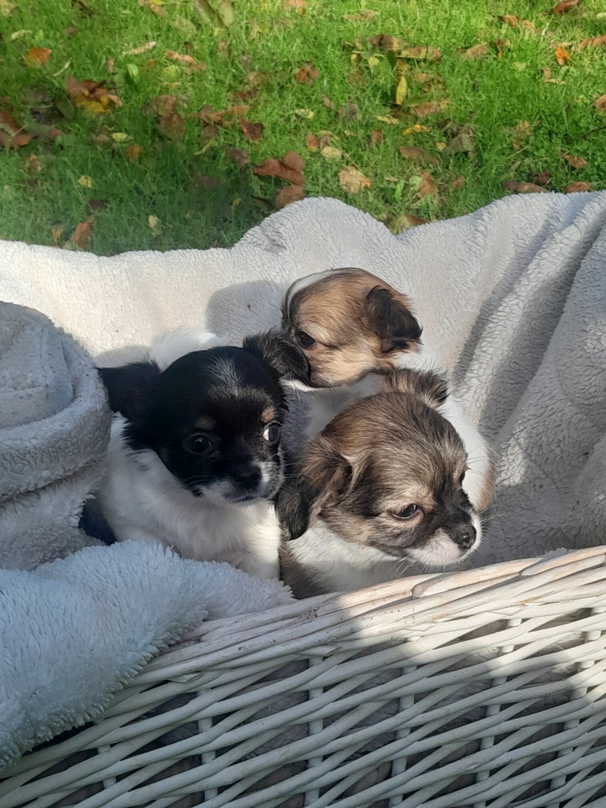 chihuahua pups, 8 tot 15 weken, Meerdere, Meerdere dieren, Chihuahua