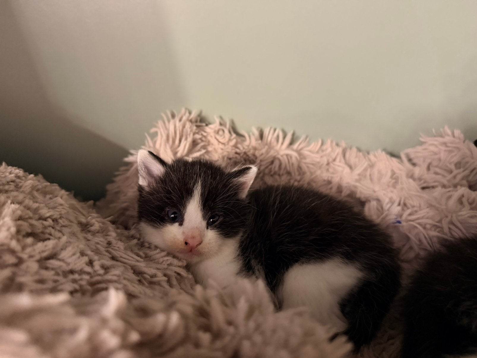 Baby poesjes, Poes
