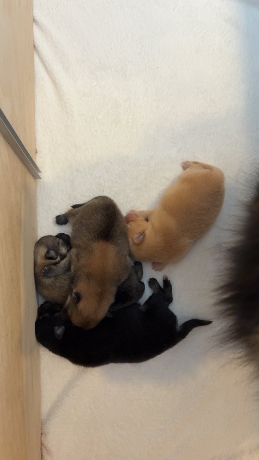 Pups te koop, Dieren en Toebehoren, Parvo, 8 tot 15 weken, Meerdere, Meerdere dieren