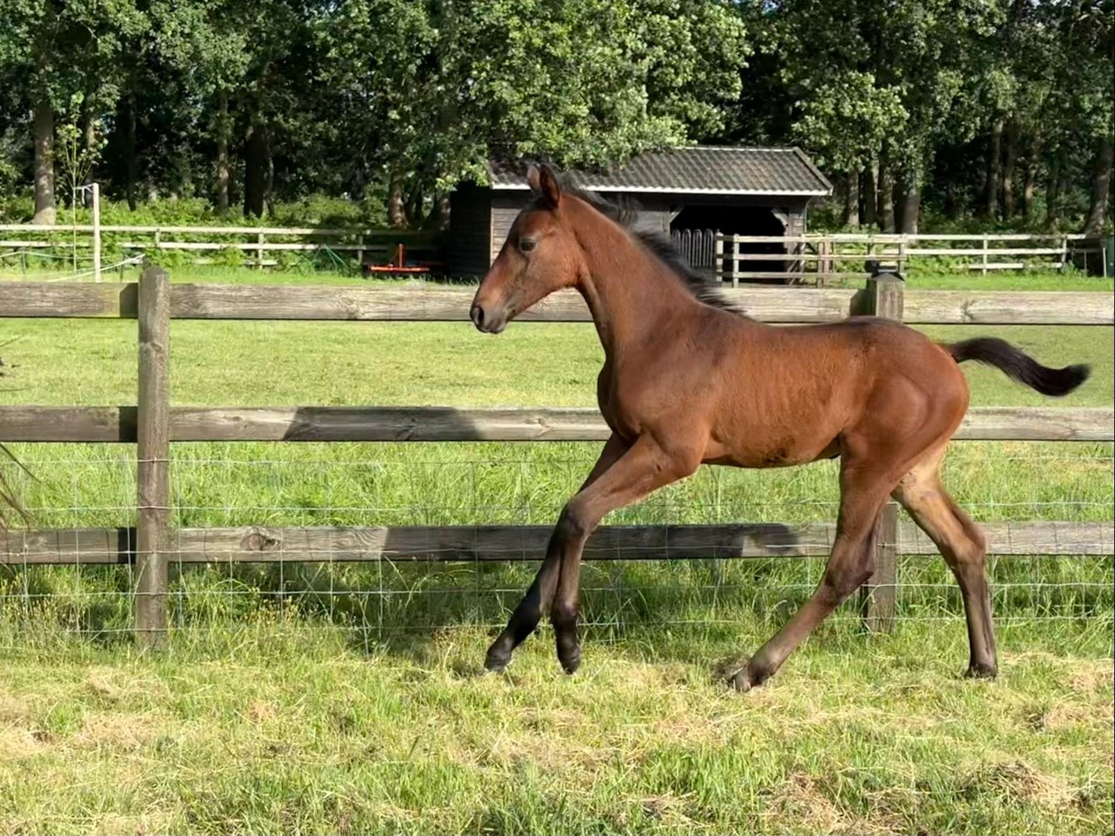 Stoer merrieveulen van Grey Tonic, Dieren en Toebehoren, Paarden, Merrie, Met stamboom, Dressuurpaard, 0 tot 2 jaar