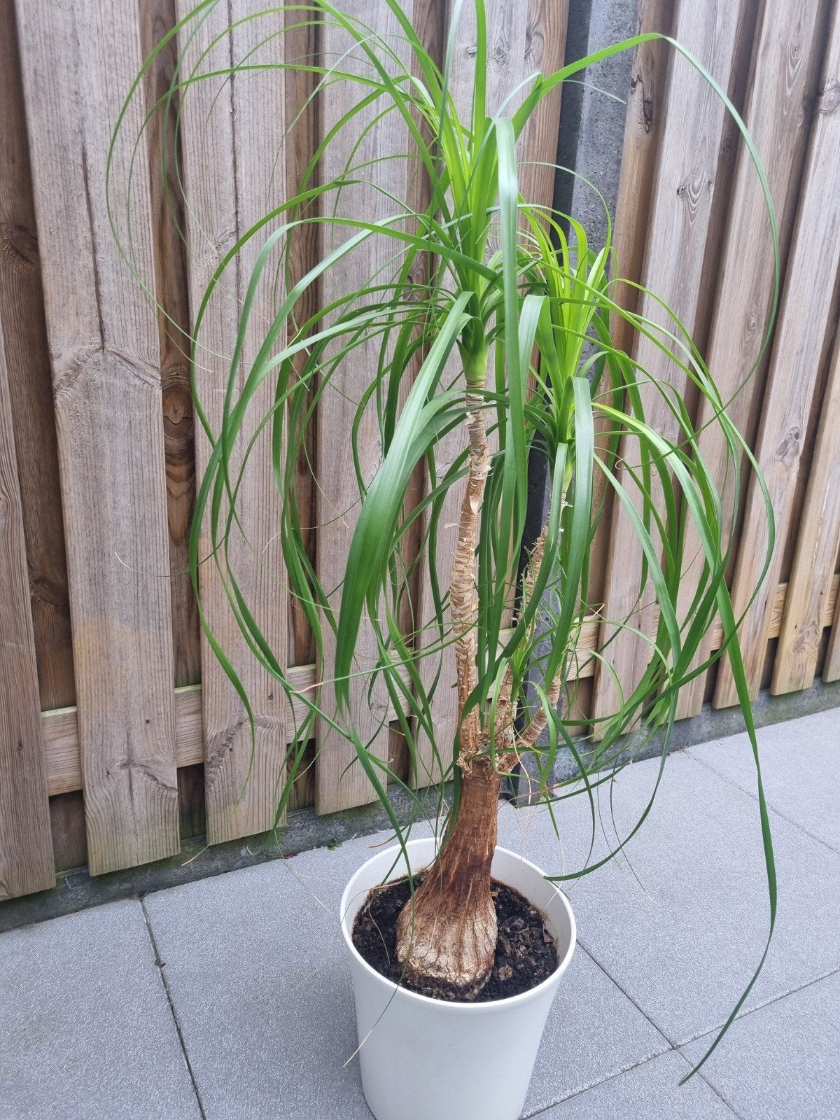 Olifantspoot, 120 cm met keramische pot, Ophalen, Halfschaduw, Minder dan 100 cm
