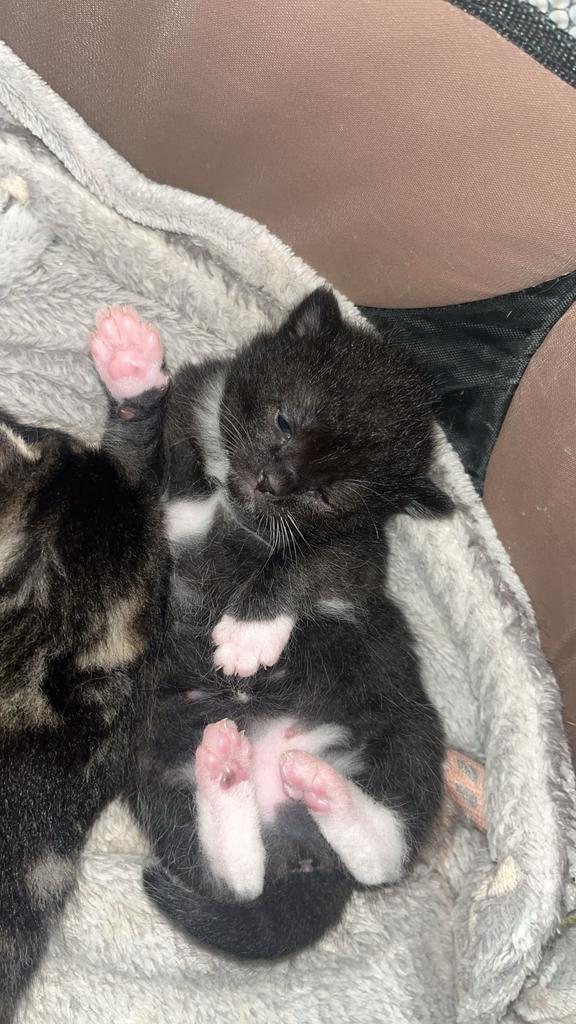 Lieve kitten te koop (zie omschrijving), Dieren en Toebehoren, Katten en Kittens | Overige Katten, Meerdere dieren