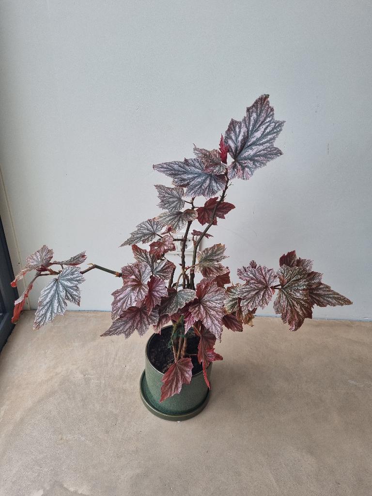 Begonia Pink Minx kamerplant roze stippen, Ophalen, Overige soorten, Halfschaduw, Minder dan 100 cm
