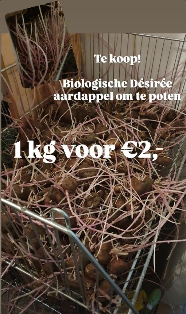 Biologische Désirée aardappelen om te poten, Ophalen of Verzenden