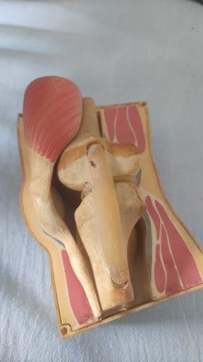 Anatomisch Model Kniegewricht 1962 - Educatief en Decoratief, Ophalen of Verzenden, Gebruikt