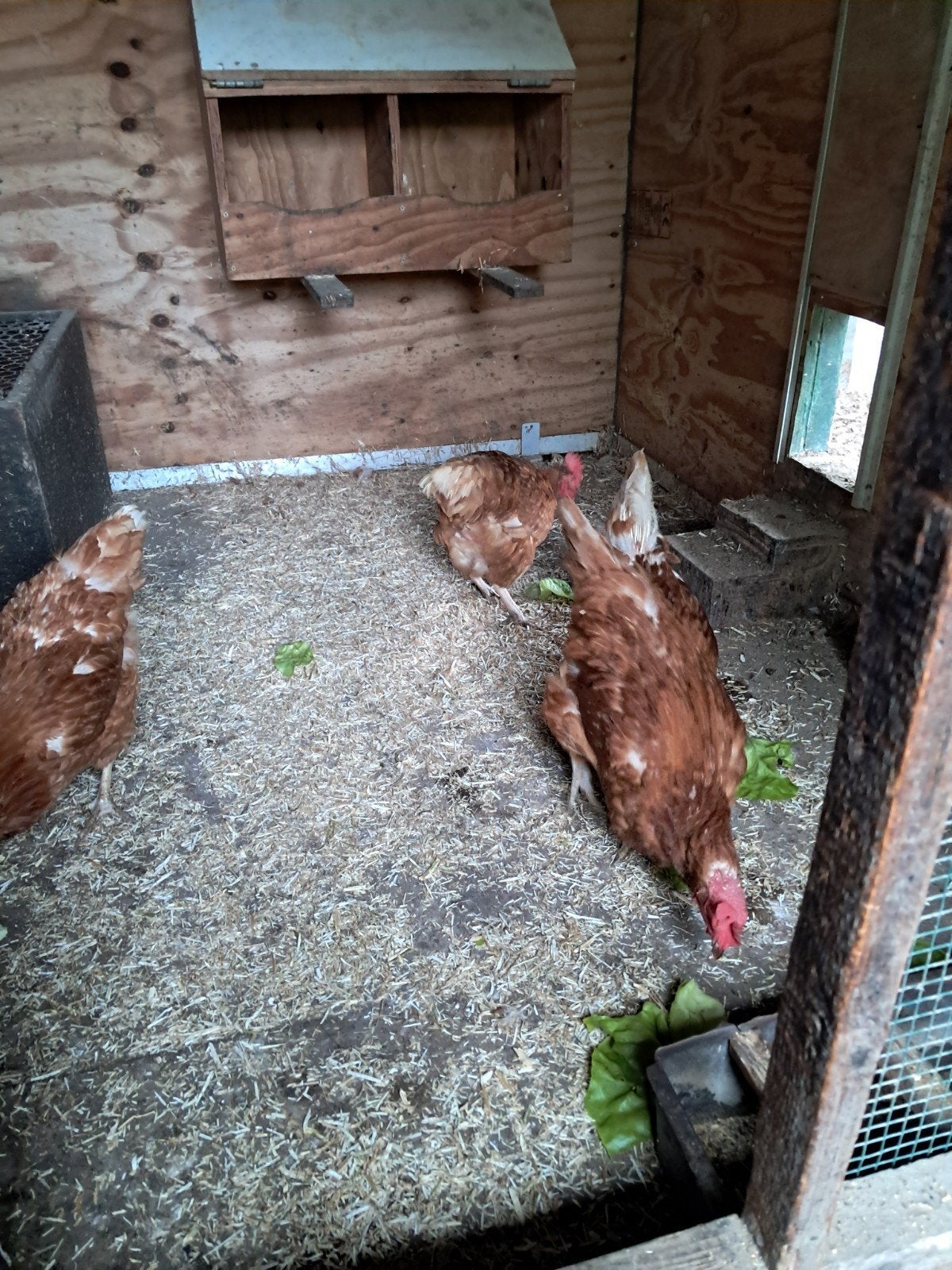 4 legkippen te koop, Vrouwelijk, Kip