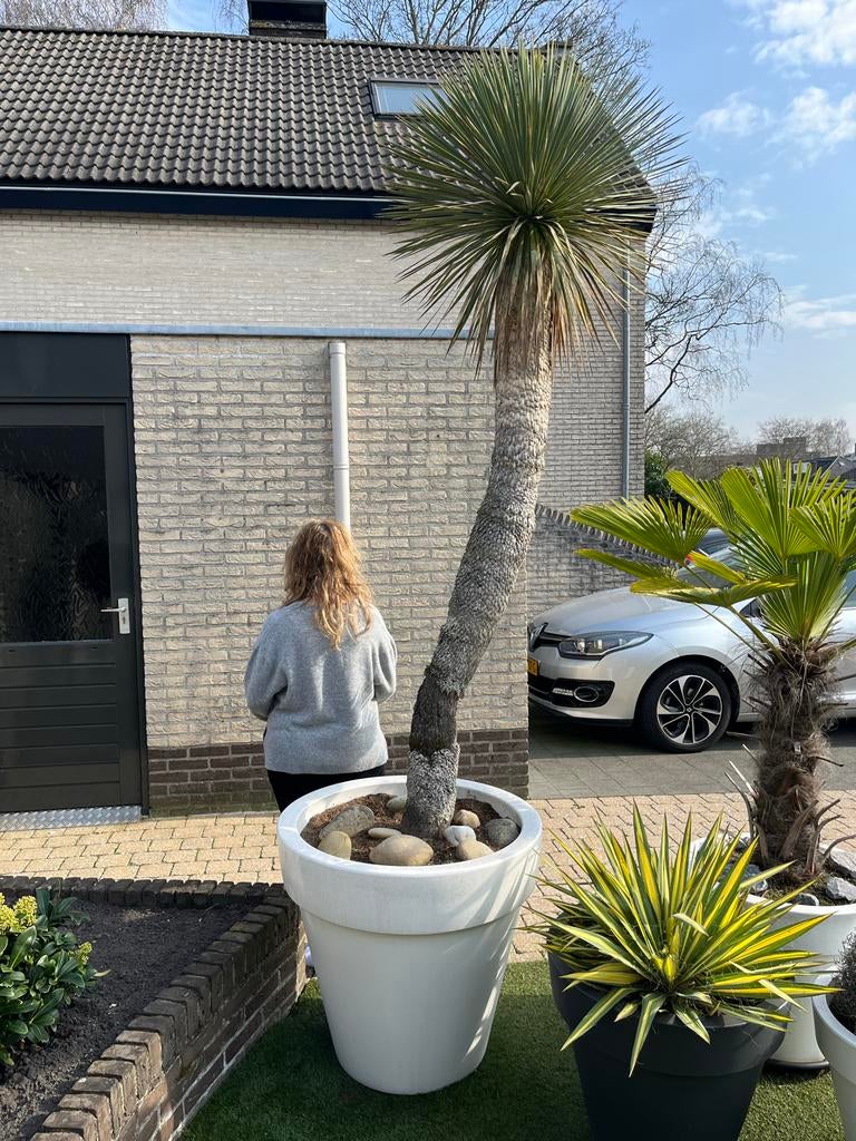 Winterharde Yucca rostrata - 3 meter incl. pot, Volle zon, Vaste plant, Bloeit niet, Ophalen