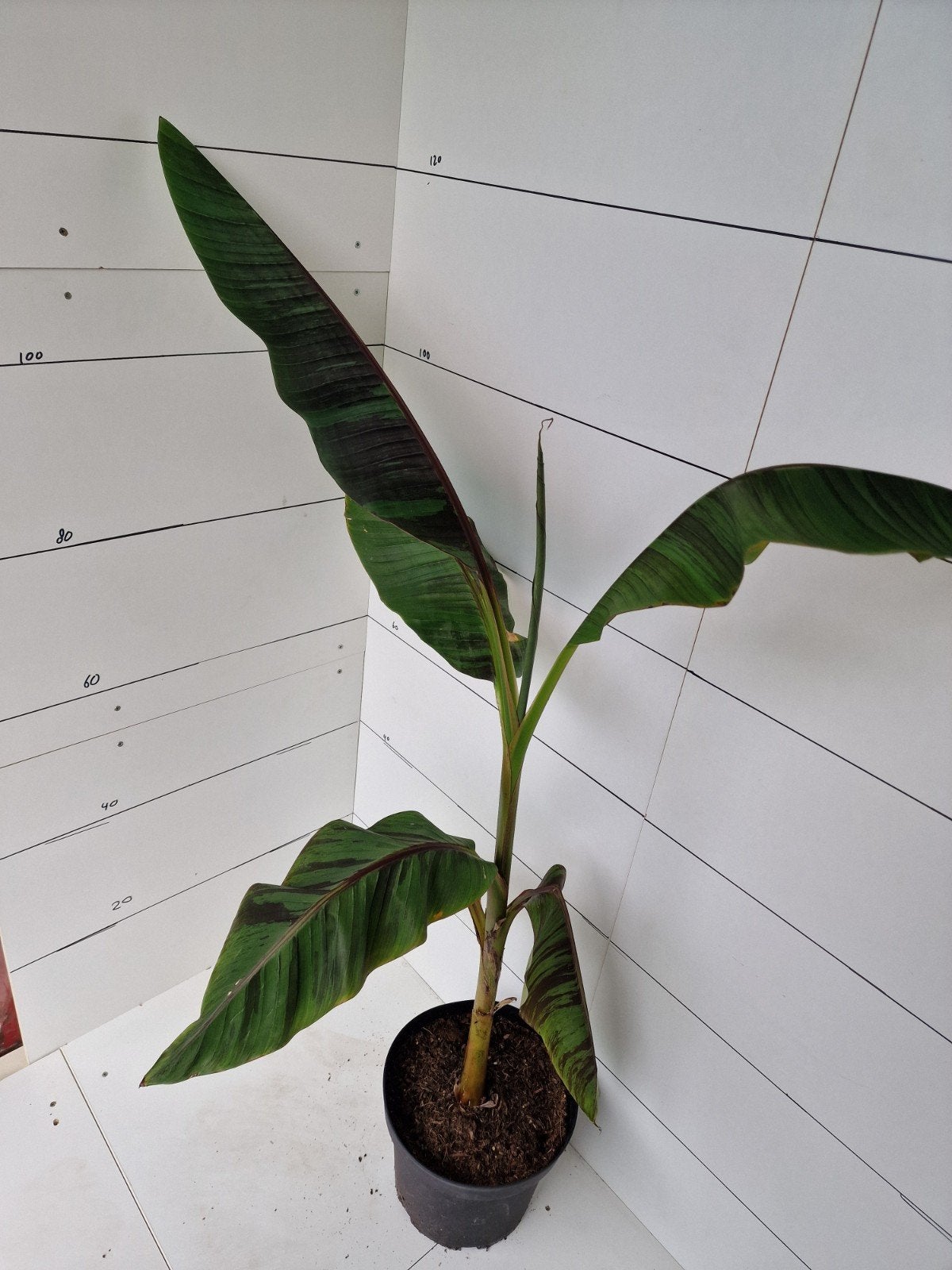 Musa sikkemensis ever red. Banaanplant, Volle zon, Vaste plant, Bloeit niet, Ophalen
