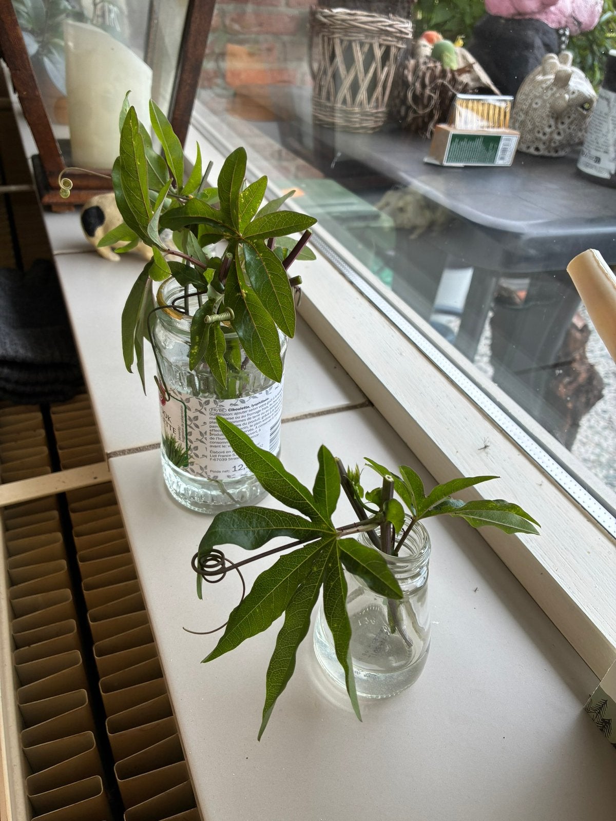 PassieFlora stekjes, Ophalen, Overige soorten, Volle zon