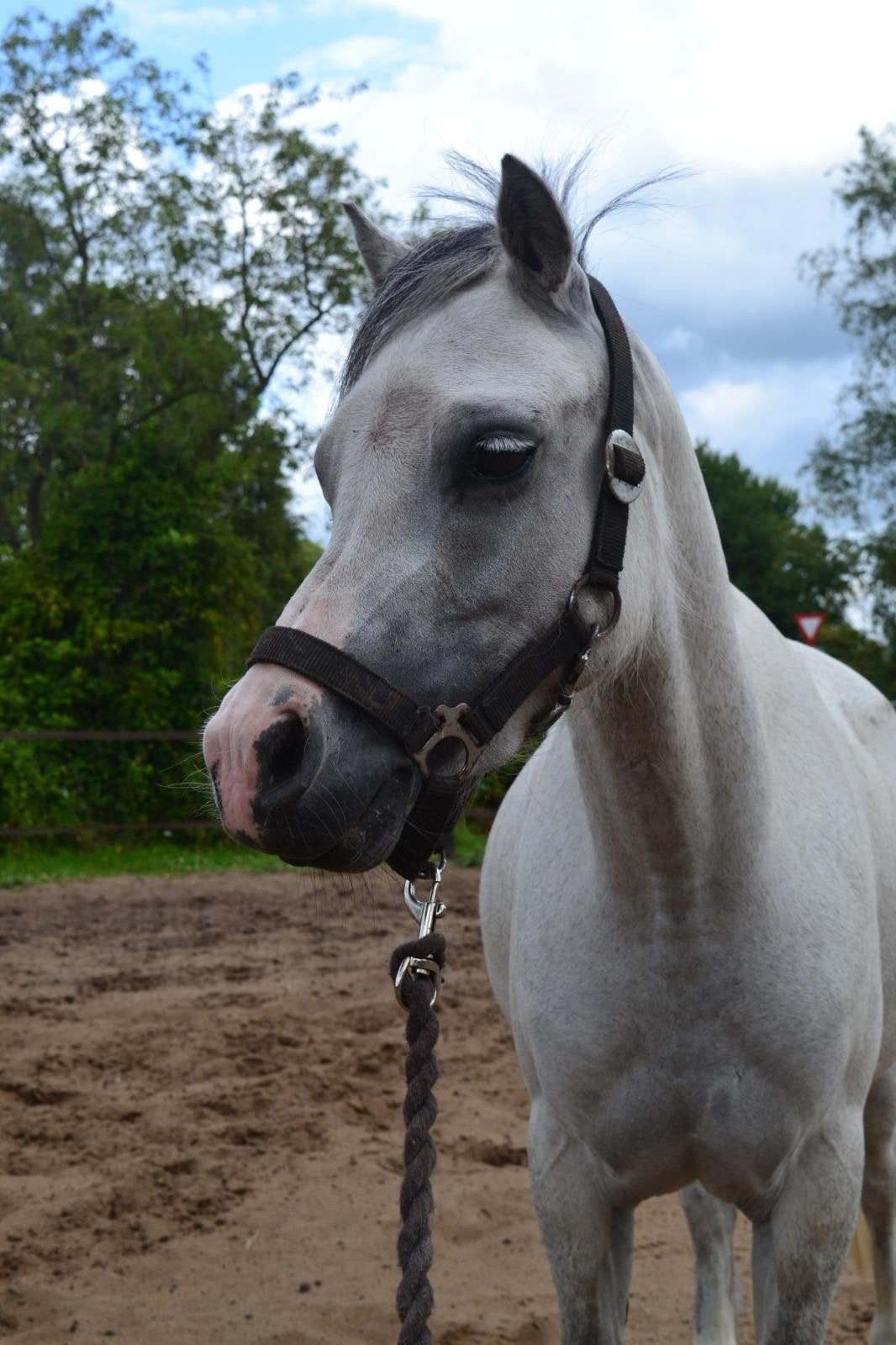 Welsh sectie A, Dieren en Toebehoren, Merrie, A pony (tot 1.17m), Met stamboom, 3 tot 6 jaar