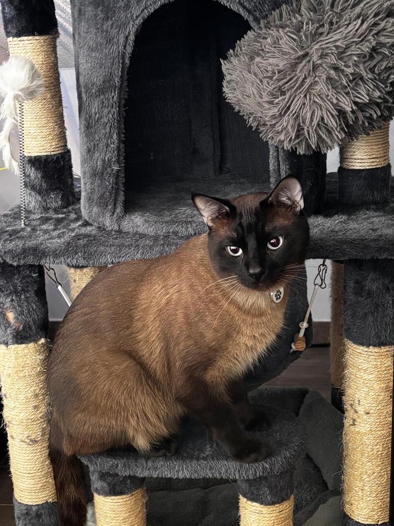 dekkater siames, Dieren en Toebehoren, Katten en Kittens | Overige Katten, Kater