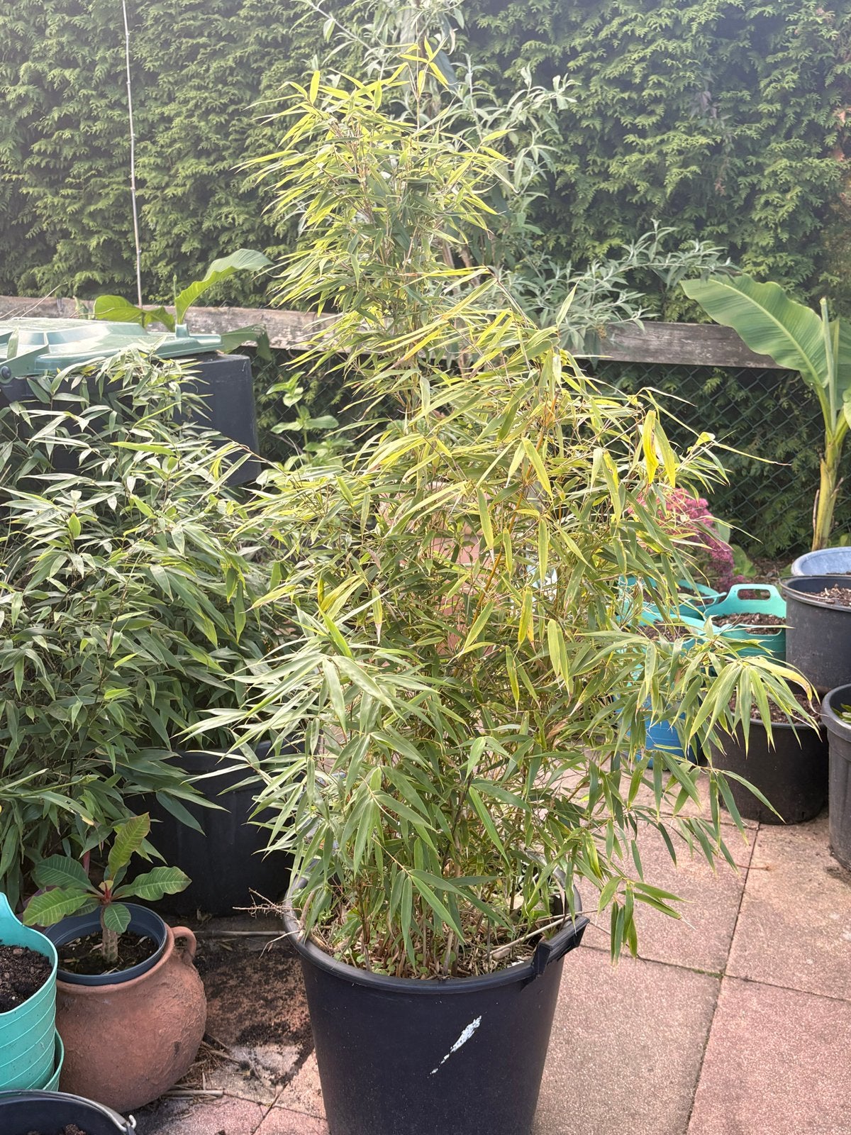 Grote niet-woekerende bamboe (165 cm), Tuin en Terras, Ophalen, Bamboe, 100 tot 250 cm