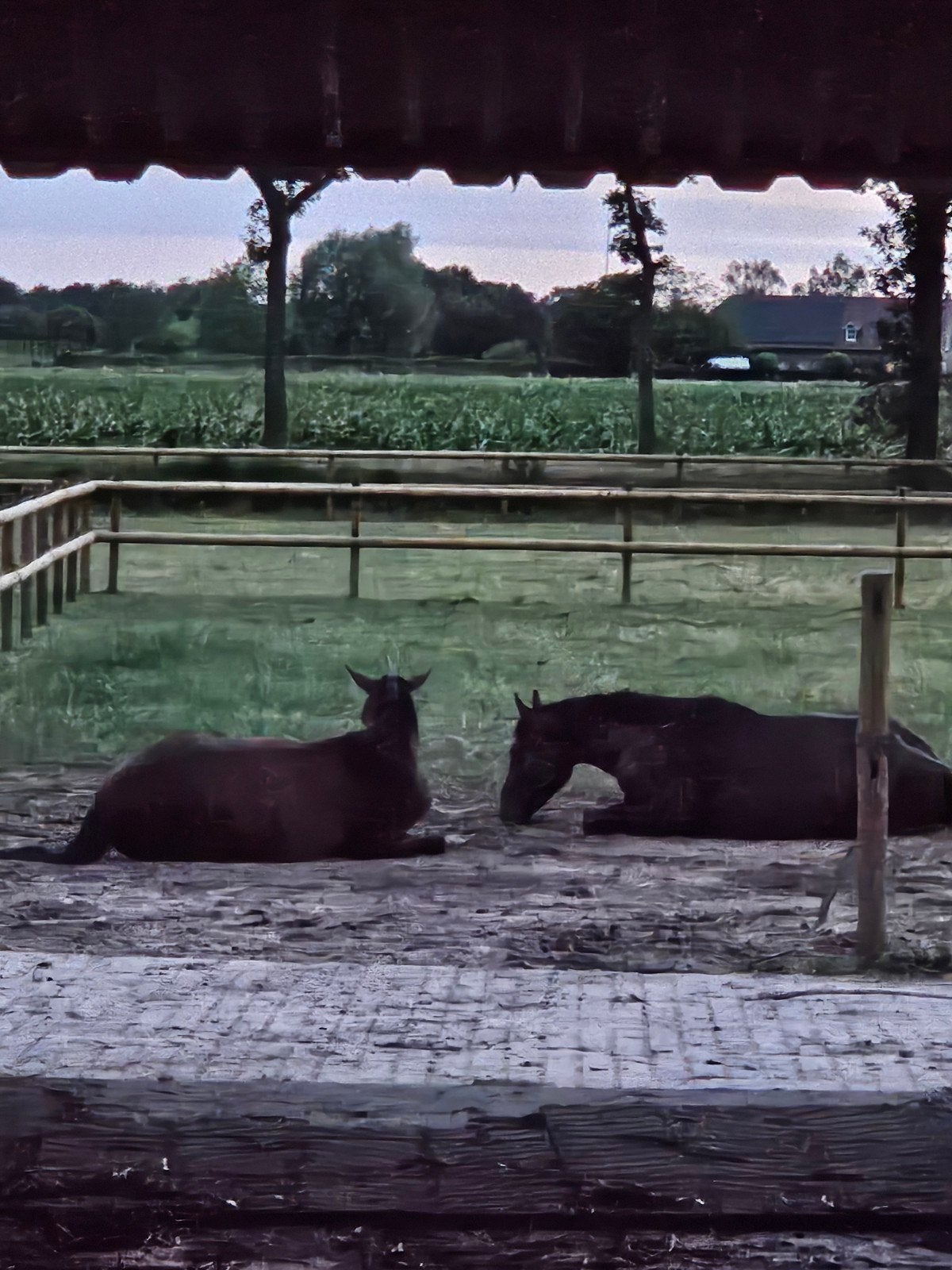 Merrieveulens opfok. Kleinschalig, Dieren en Toebehoren, Stalling en Weidegang, Weidegang