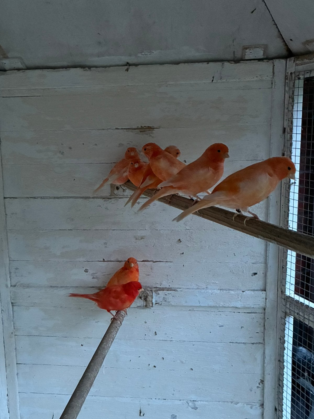 Kanaries rood van 2026, Dieren en Toebehoren, Vogels | Kanaries, Meerdere dieren, Kleurkanarie