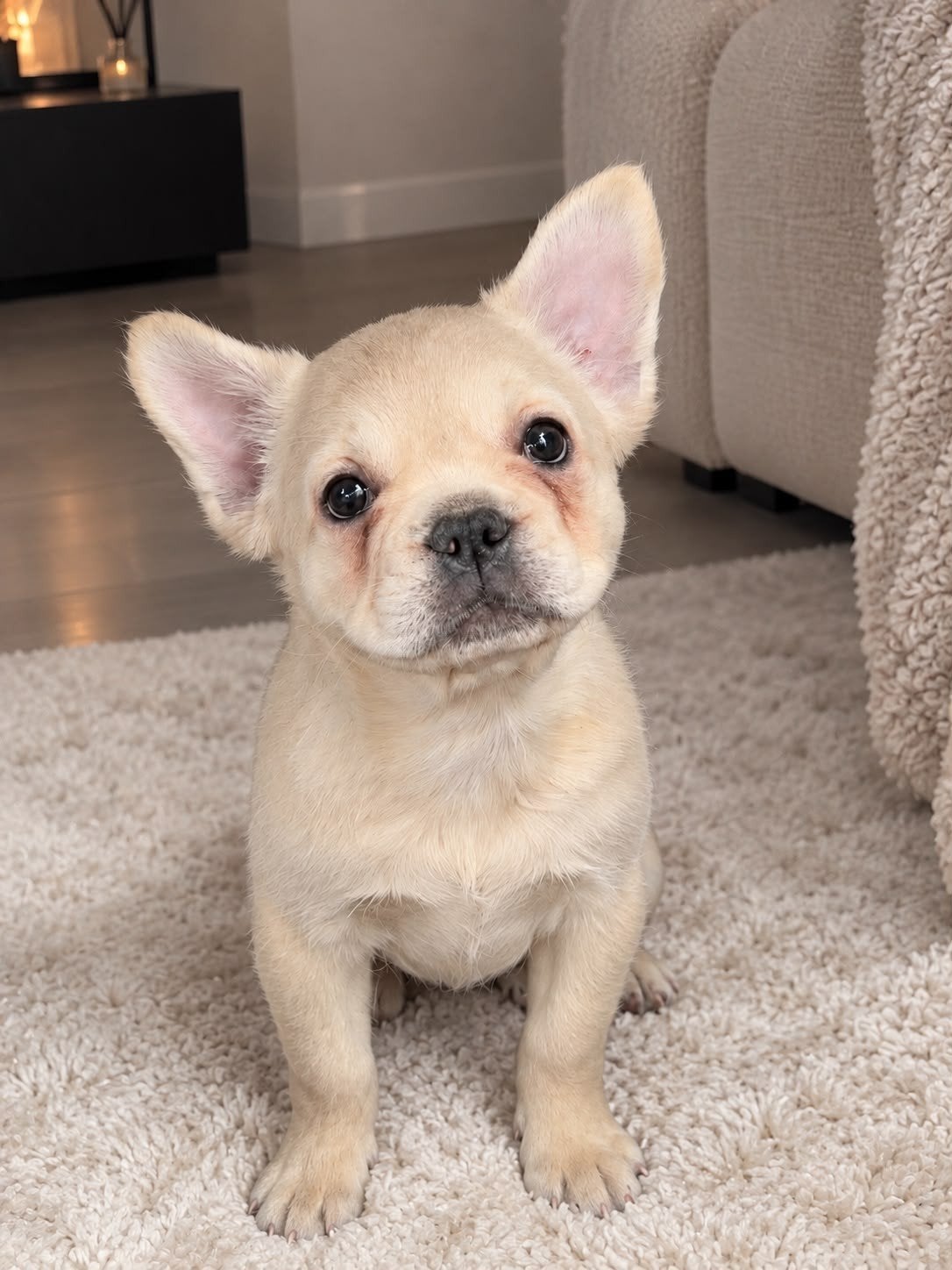 franse bulldog fluffy pup, 15 weken tot 1 jaar, Eén hond, CDV (hondenziekte), Nederland