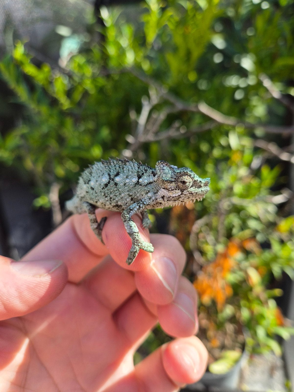 Helmkameleon (Trioceros Hoehnelii) nakweek Chameleon photo 9