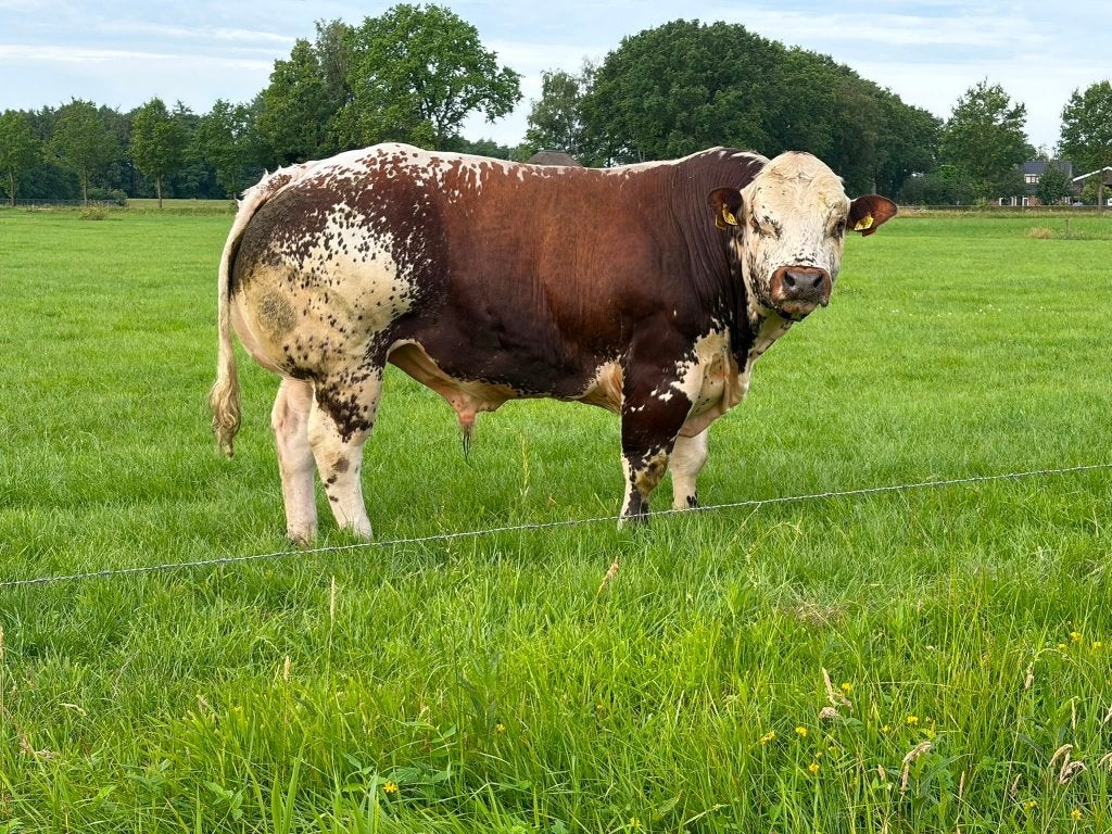 Verbeterd roodbonte witrug dikbil dekstier stier runderen, Dieren en Toebehoren, Mannelijk, 0 tot 2 jaar