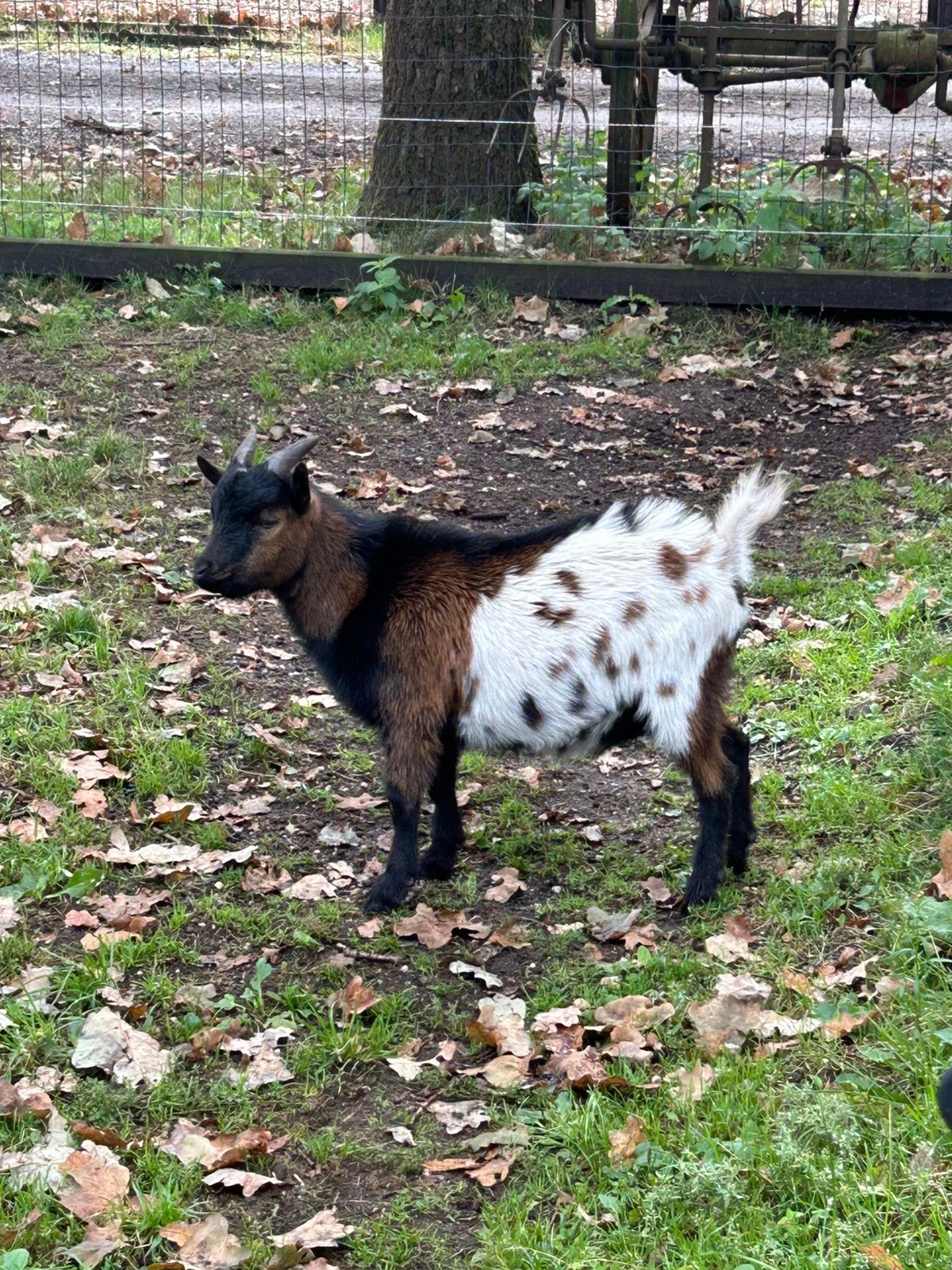 Dwerggeit bok, Dieren en Toebehoren, Schapen, Geiten en Varkens, Mannelijk, Geit, 0 tot 2 jaar