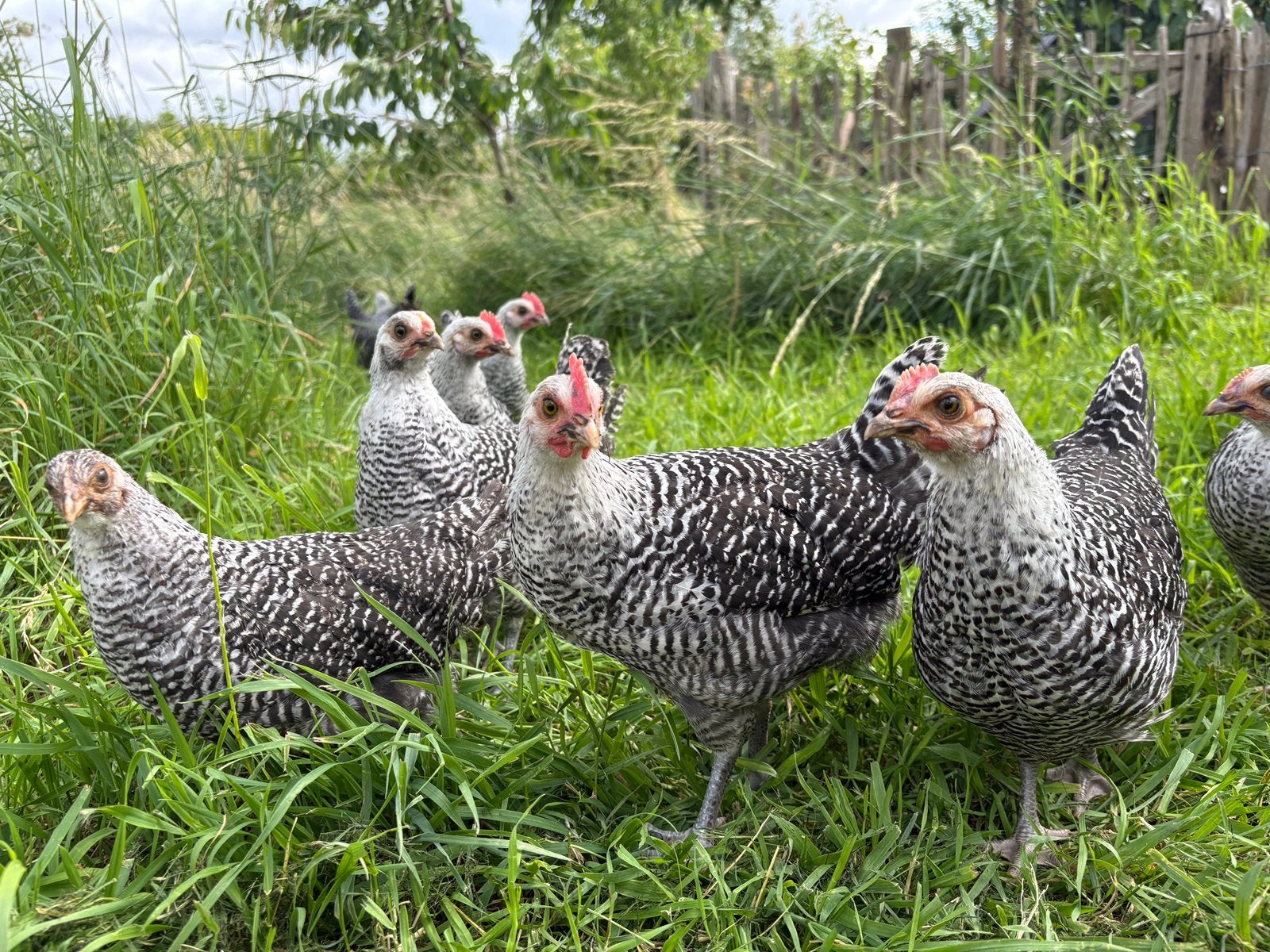 Kuikens van het beschermde ras - Chaamse Hoeder, Dieren en Toebehoren, Meerdere dieren, Kip