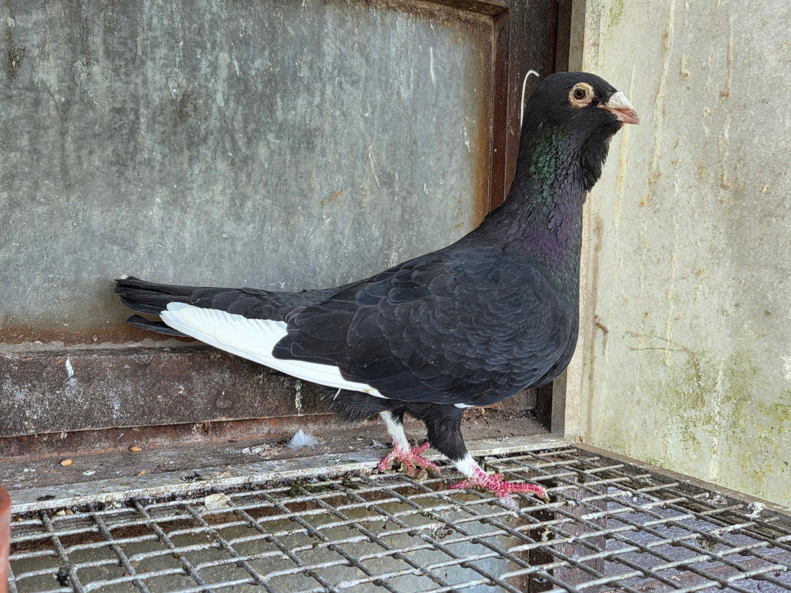adana wamduif, Dieren en Toebehoren, Vogels | Duiven