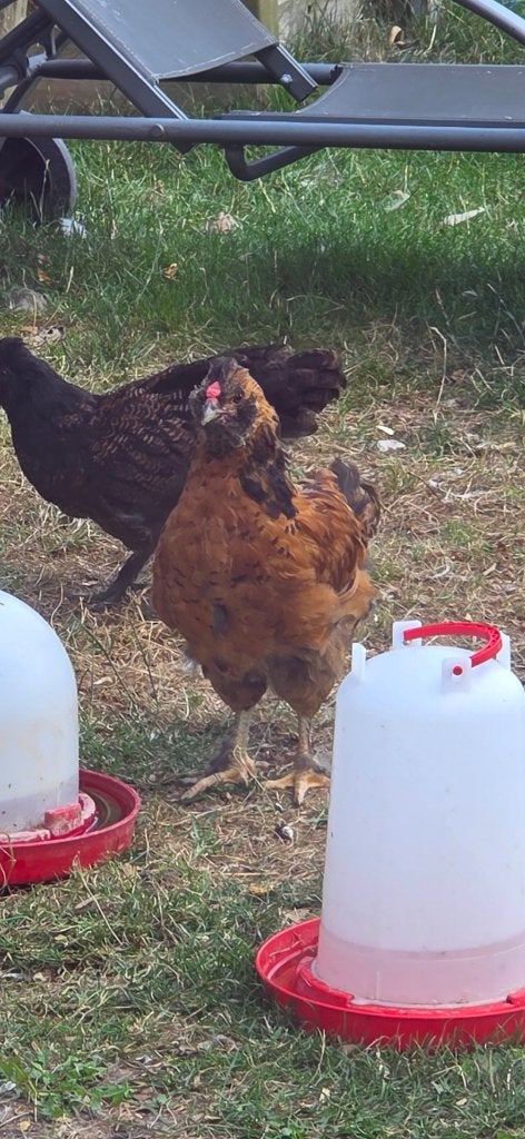 Mooie jonge Haan, Dieren en Toebehoren, Pluimvee, Mannelijk, Kip