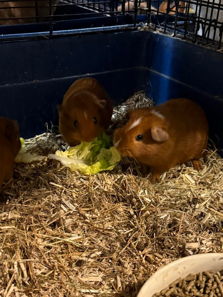 Cavia’s, Dieren en Toebehoren, Meerdere dieren, Tam, Maart, Cavia