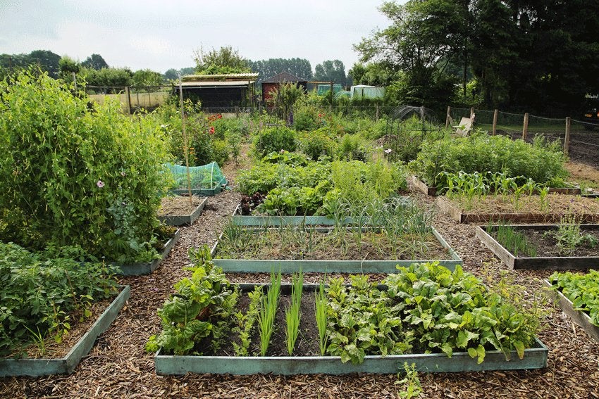 Hulp in je (moes)tuin – Enschede & omgeving, Ophalen of Verzenden