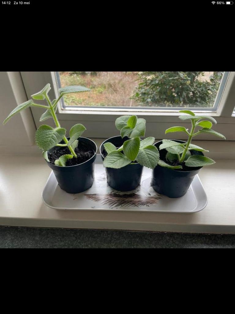 Indian Borage ofwel “Vijf-in-één-kruid”, Ophalen of Verzenden, Volle zon
