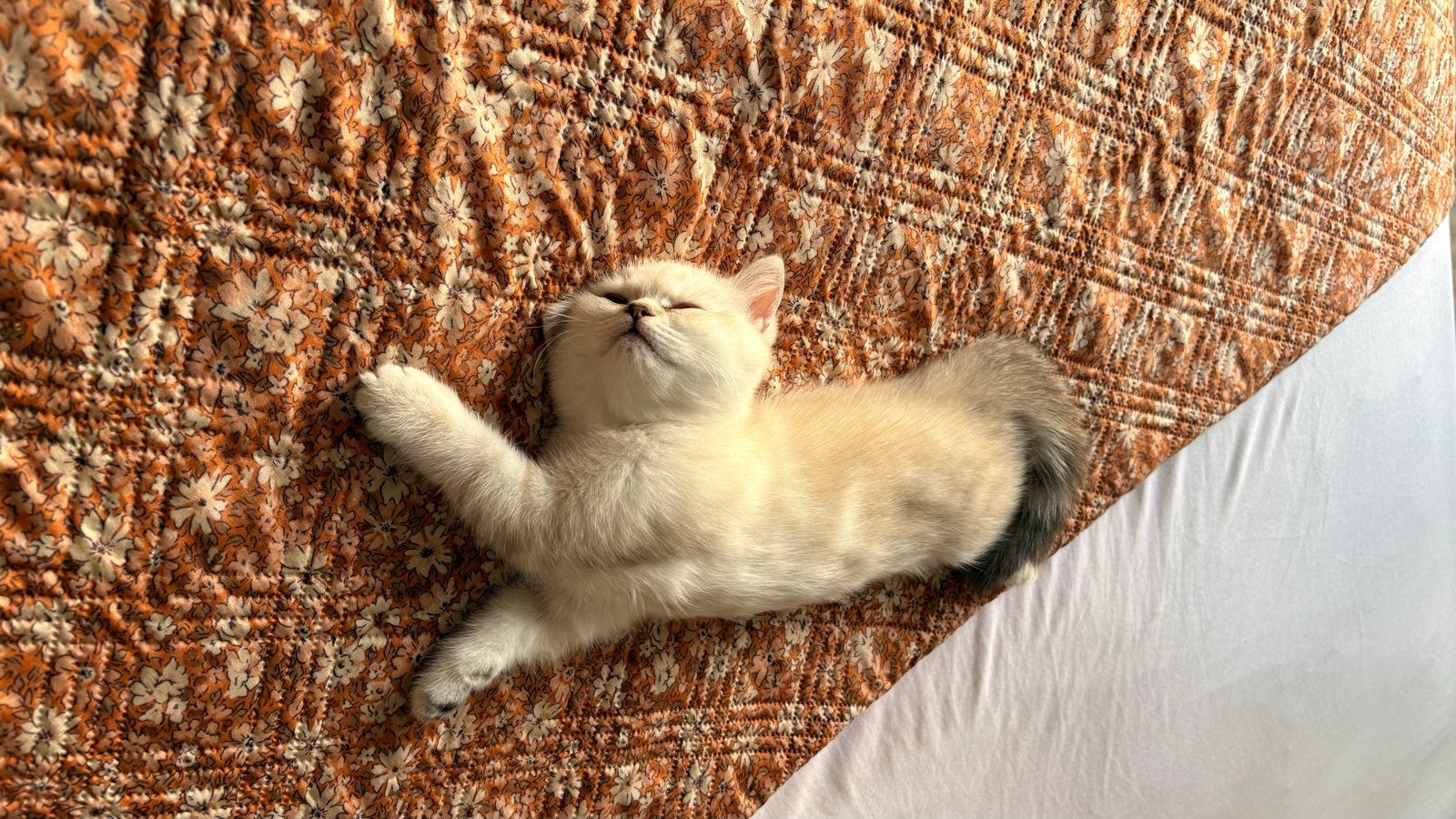 2 britse korthaar kittens opzoek naar een warm thuis, Poes