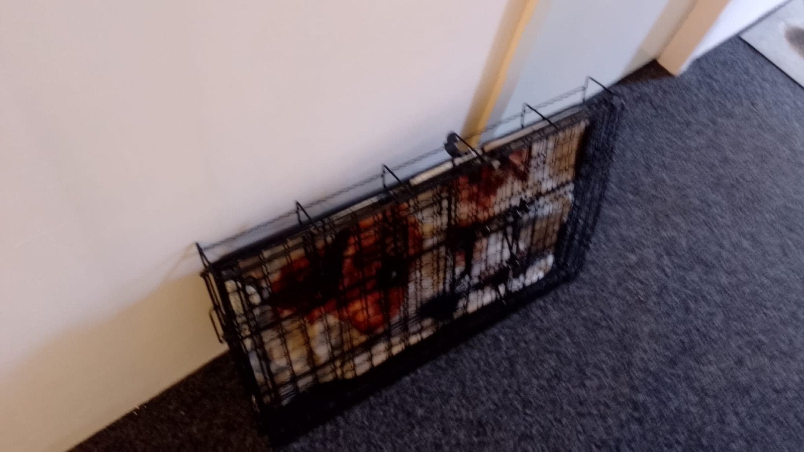 Bench voor kleine hond, Ophalen, Gebruikt